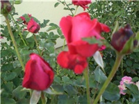 cf8fe6e6-Picture 692.jpg